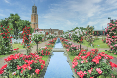 ハウステンボス　『バラセレブレーション』　ホテルヨーロッパ宿泊2日間