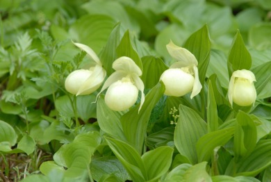 花とキタの美食を味わう♪花の浮島・利尻・礼文島とさいはて稚内　3日間