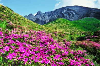 ＜山歩き旅行＞ミヤマキリシマの阿蘇山・由布岳・鶴見岳4日間
