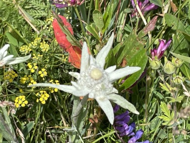 エーデルワイス（イメージ）