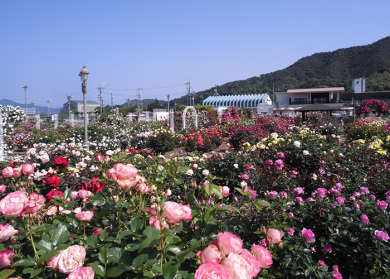 しまなみクルーズとバラ香る今治満喫の旅