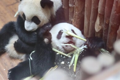 ~九寨溝・黄龍・楽山大仏・峨眉山~紅葉のベストシーズンに行く‼パンダの故郷・四川省4つの世界遺産を巡る8日間 ~九寨溝・黄龍・楽山大仏・峨眉山~紅葉のベストシーズンに行く‼パンダの故郷・四川省4つの世界遺産を巡る8日間