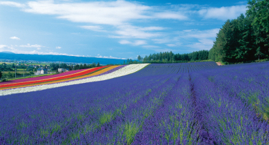 ファーム富田(イメージ) ファーム富田(イメージ)