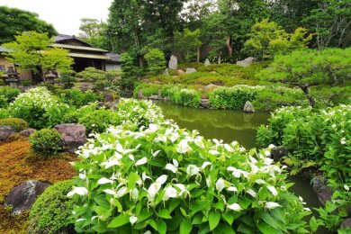 初夏を彩る京の花々2日間 ~三千院「アジサイ」・東福寺天得院「桔梗」・建仁寺両足院「半夏生」~ 初夏を彩る京の花々2日間 ~三千院「アジサイ」・東福寺天得院「桔梗」・建仁寺両足院「半夏生」~