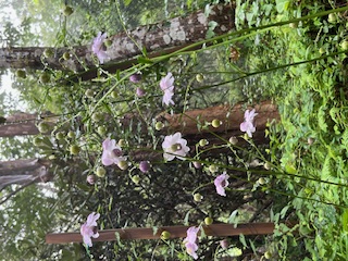 森の妖精「レンゲショウマ」咲く四国山岳植物園　岳人の森