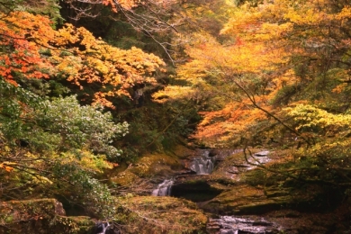 紅葉の赤目四十八滝とススキの大草原“曽爾高原”ハイキング2日間 紅葉の赤目四十八滝とススキの大草原“曽爾高原”ハイキング2日間