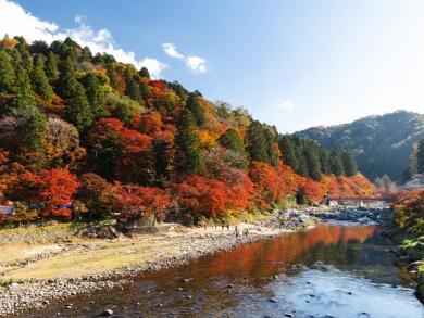 紅葉の香嵐渓となばなの里イルミネーション・小原四季桜2日間 紅葉の香嵐渓となばなの里イルミネーション・小原四季桜2日間