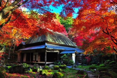 秋の近江を彩る紅葉と近江牛会席2日間 秋の近江を彩る紅葉と近江牛会席2日間