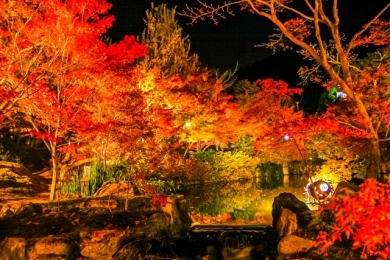 京都・秋の特別拝観 永観堂紅葉ライトアップと宝厳院「獅子吼の庭」2日間 京都・秋の特別拝観 永観堂紅葉ライトアップと宝厳院「獅子吼の庭」2日間
