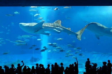 美ら海水族館（イメージ）