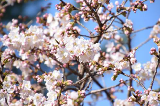 花へんろ　第二回 71番～77番札所（7ヵ寺参拝)