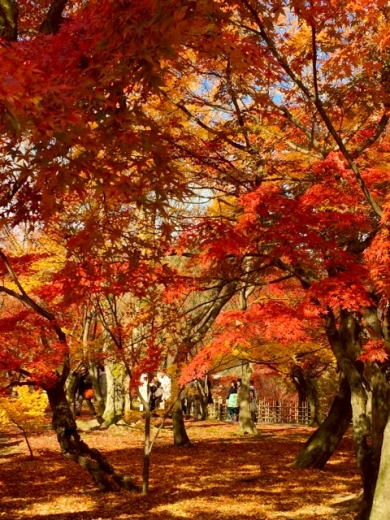 GoToトラベル <img src=