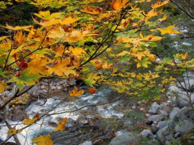 GoToトラベル <img src=
