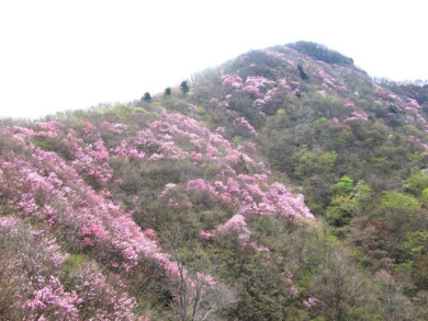 高新山巡り・四国百山(28)「西赤石山」 高新山巡り・四国百山(28)「西赤石山」