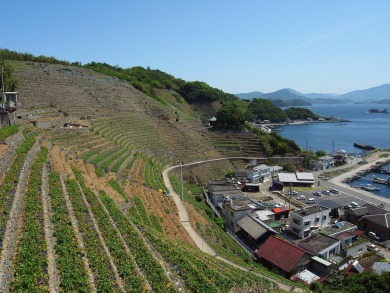 宇和島・いかだ屋 宇和海絶品海の幸と”耕して天に至る”遊子水荷浦の段畑 宇和島・いかだ屋 宇和海絶品海の幸と”耕して天に至る”遊子水荷浦の段畑
