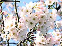 桜の季節　イメージ