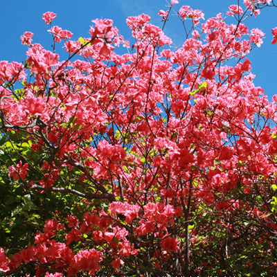 青い空に映えるつつじの花